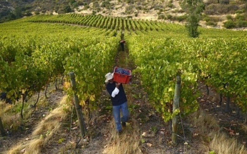 チリ各地の畑から、最適なブドウ品種を収穫
