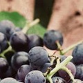 歴史を刻む古樹齢の深い味わいの世界 ～カリフォルニアを中心に各産地を比較する