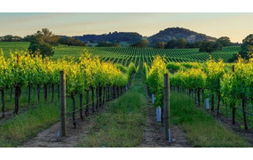 アメリカワインマスター講座 ～TOP4産地をスペシャリストが徹底解説