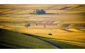 Partons à la découverte de la Bourgogne ～フランス語でワインを学ぶ　ブルゴーニュ編～