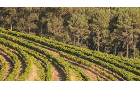 今、改めて“スペインワインアップデート”　地域性とトレンドで注目のスペインを深堀