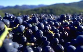 Roussillon wine discovery ～英語でワインを学ぶ　ルーション編～