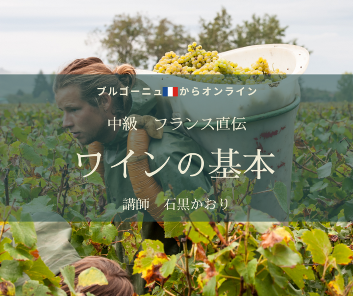 【ブルゴーニュ🇫🇷からオンライン】中級 フランス直伝 ワインの基本  『世界と日本のワイン』２０２３年春✨ワインの脳内準備はOKですか？ 
