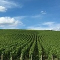 シャンパーニュの生産者を巡る旅に＝有名メゾンの深掘り＝