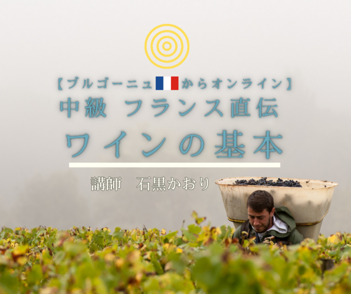 【ブルゴーニュ🇫🇷からオンライン】中級 フランス直伝 ワインの基本