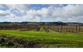 カリフォルニア・ナパ・ヴァレー・ベーシック