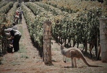 オーストラリアのワイン産地