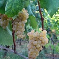 イタリア、リグーリアのワイン産地を知る