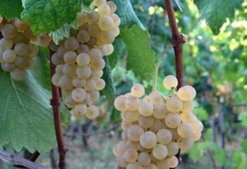 イタリア、リグーリアのワイン産地を知る