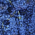 アルゼンチンで使われるブドウ品種