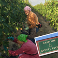 南イタリア　ブドウ畑に魅せられて　とびきりの笑顔に出会う　コンティ・ゼッカ　収穫体験記編