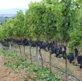 南アフリカで使われる主なブドウ品種