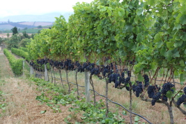 南アフリカで使われる主なブドウ品種