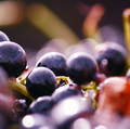 スペインワインの代表的なブドウ品種11