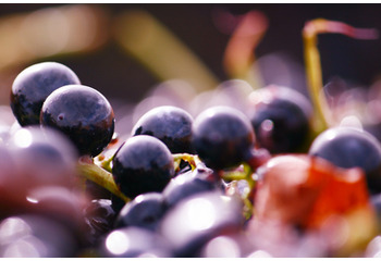 スペインワインの代表的なブドウ品種11