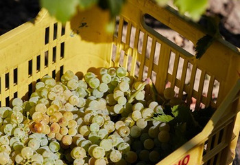 イタリアで使われるブドウ品種