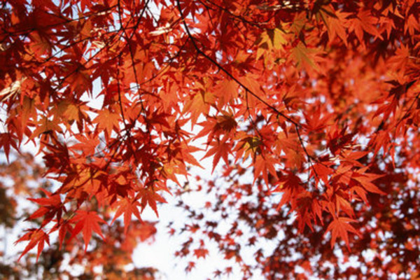 ワインと紅葉～色の変化と熟成